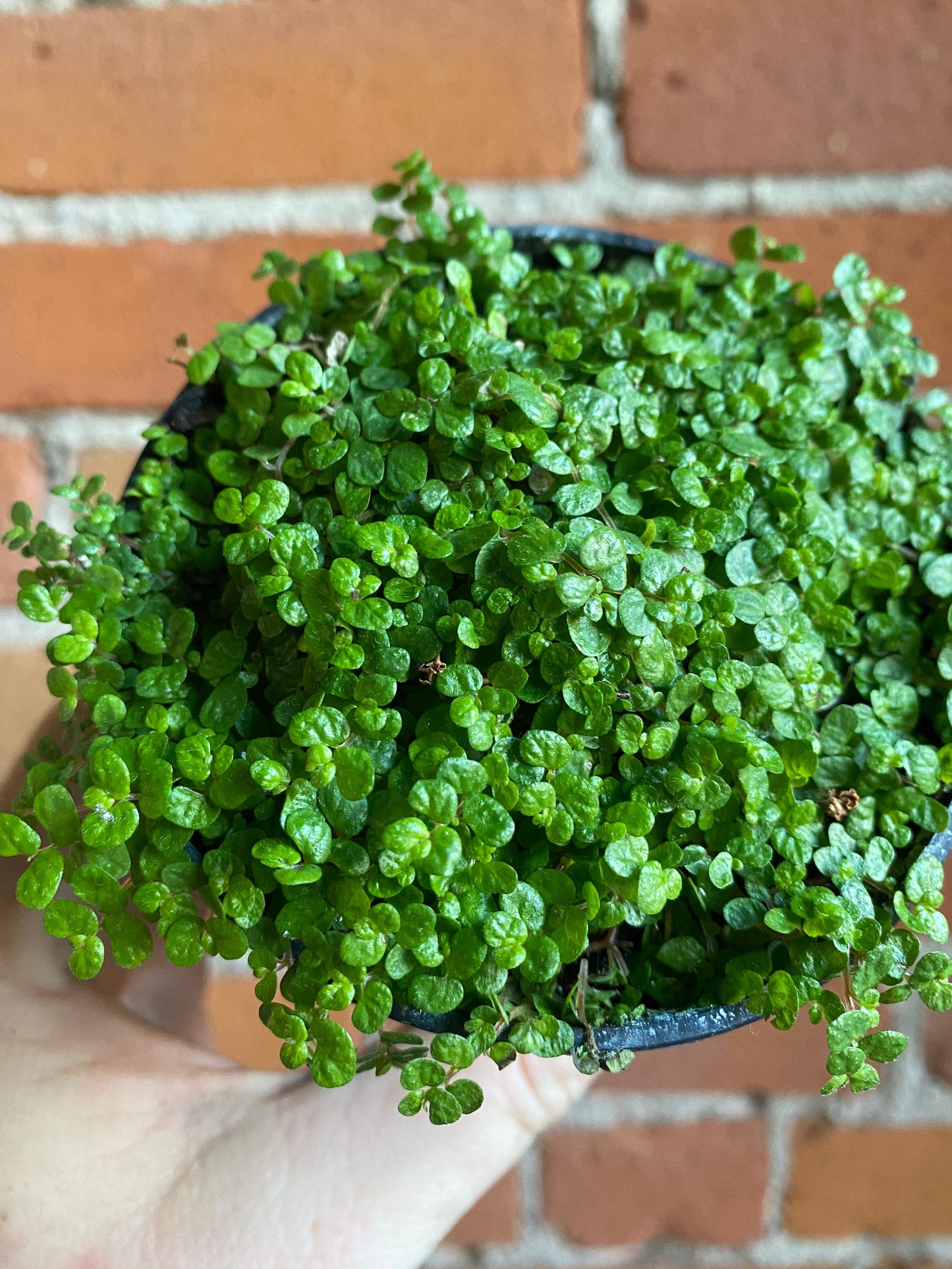 Plant Goals Plant Shop 3.5" Soleirolia Soleirolii | Baby's Tears