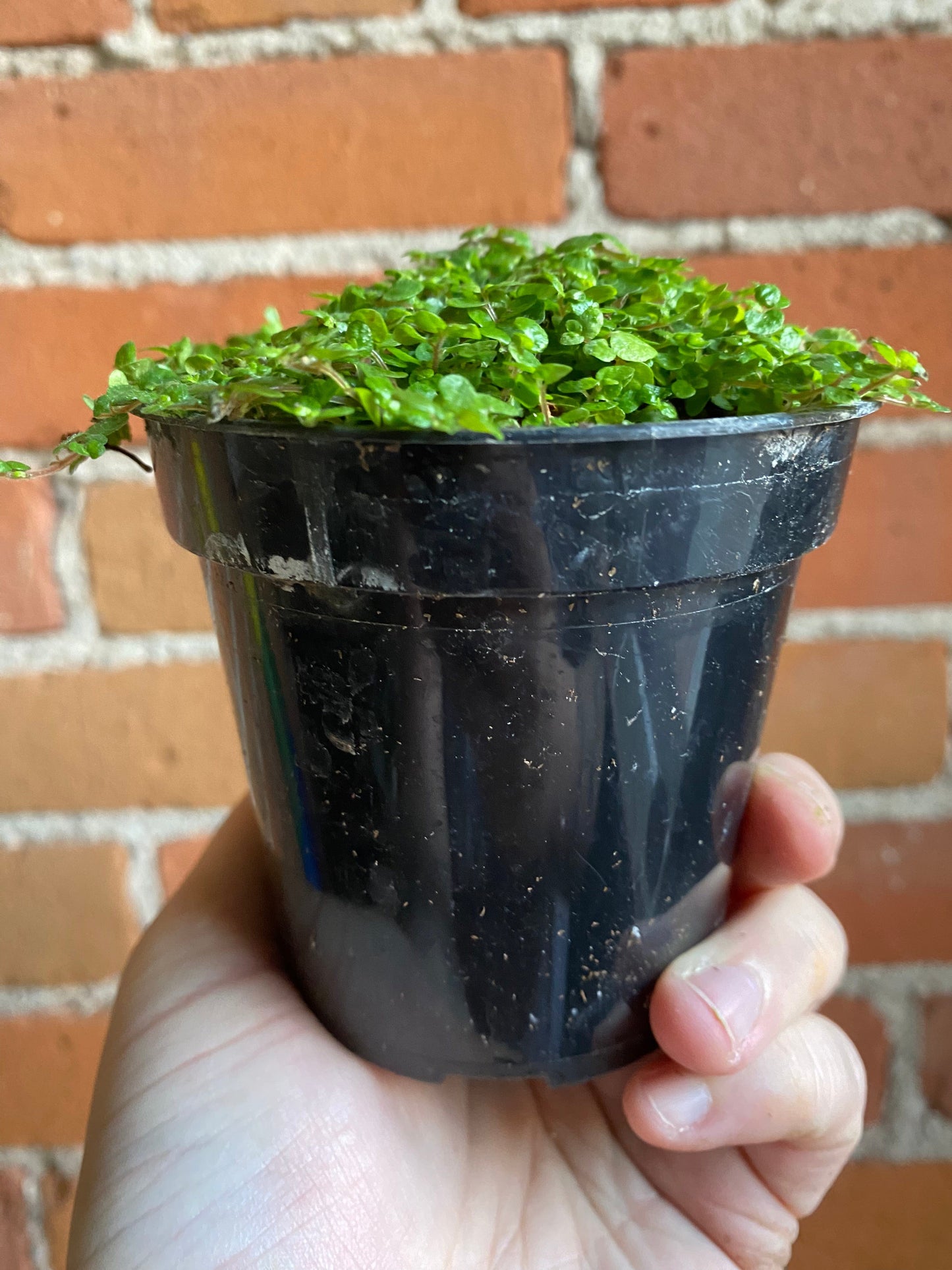 Plant Goals Plant Shop 3.5" Soleirolia Soleirolii | Baby's Tears