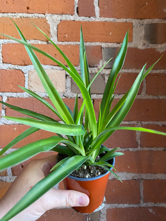 Plant Goals Plant Shop 3.5" Spider Plant Green