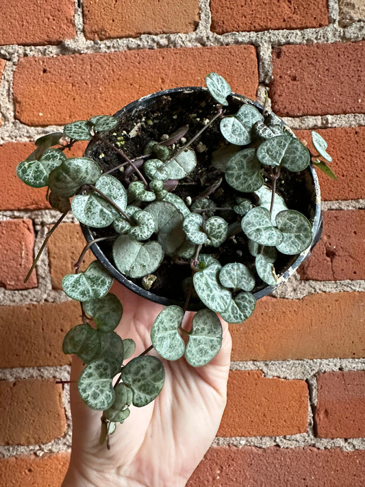 Plant Goals Plant Shop 3.5" String Of Hearts | Ceropegia Woodii