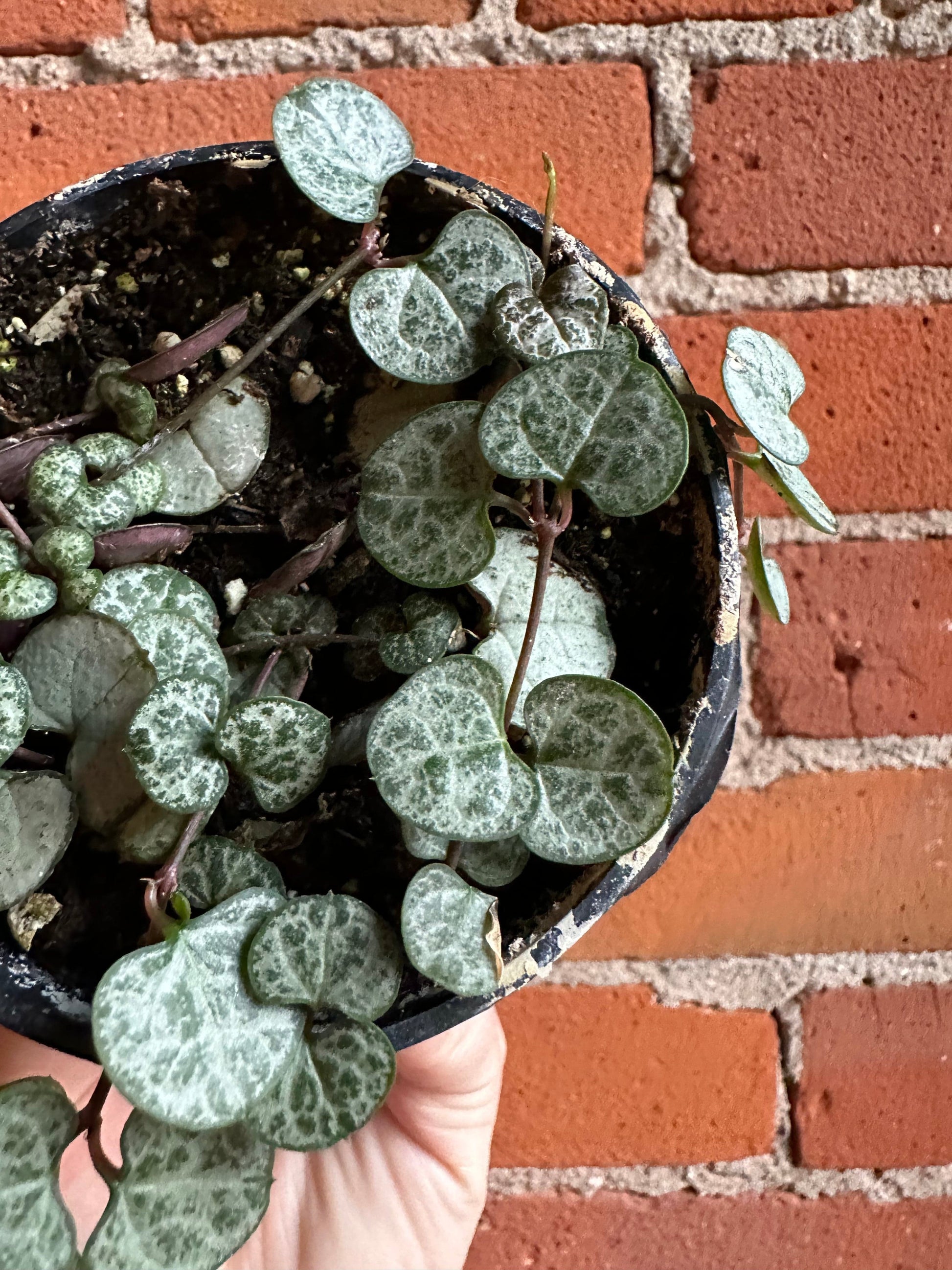 Plant Goals Plant Shop 3.5" String Of Hearts | Ceropegia Woodii