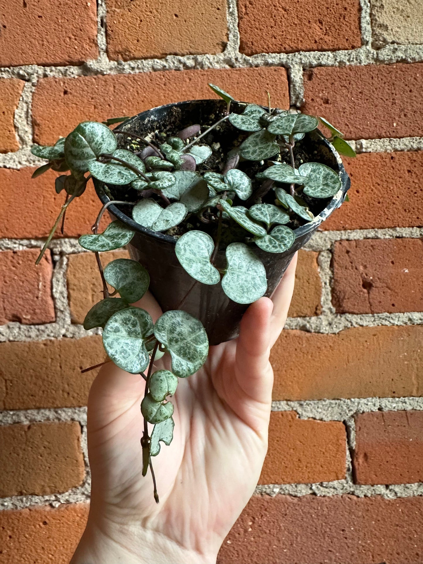 Plant Goals Plant Shop 3.5" String Of Hearts | Ceropegia Woodii