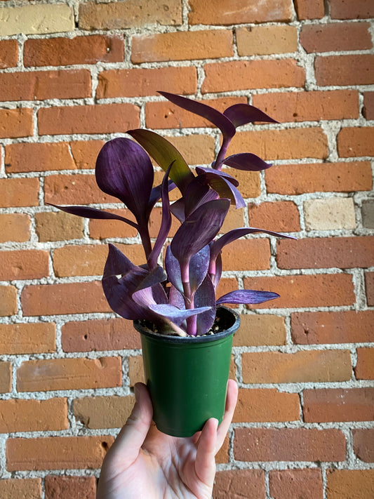 Plant Goals Plant Shop 3.5" Tradescantia Purple Heart