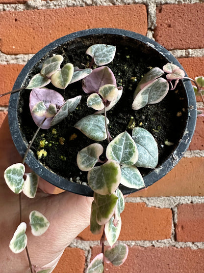 Plant Goals Plant Shop 3.5" Variegated String Of Hearts | Ceropegia Woodii Variegata