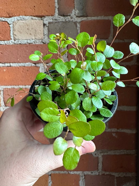 Plant Goals Plant Shop 3.5" Wire Vine | Muehlenbeckia Axillaris