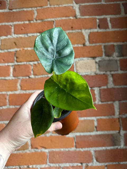 Plant Goals Plant Shop 4" Alocasia Green Shield