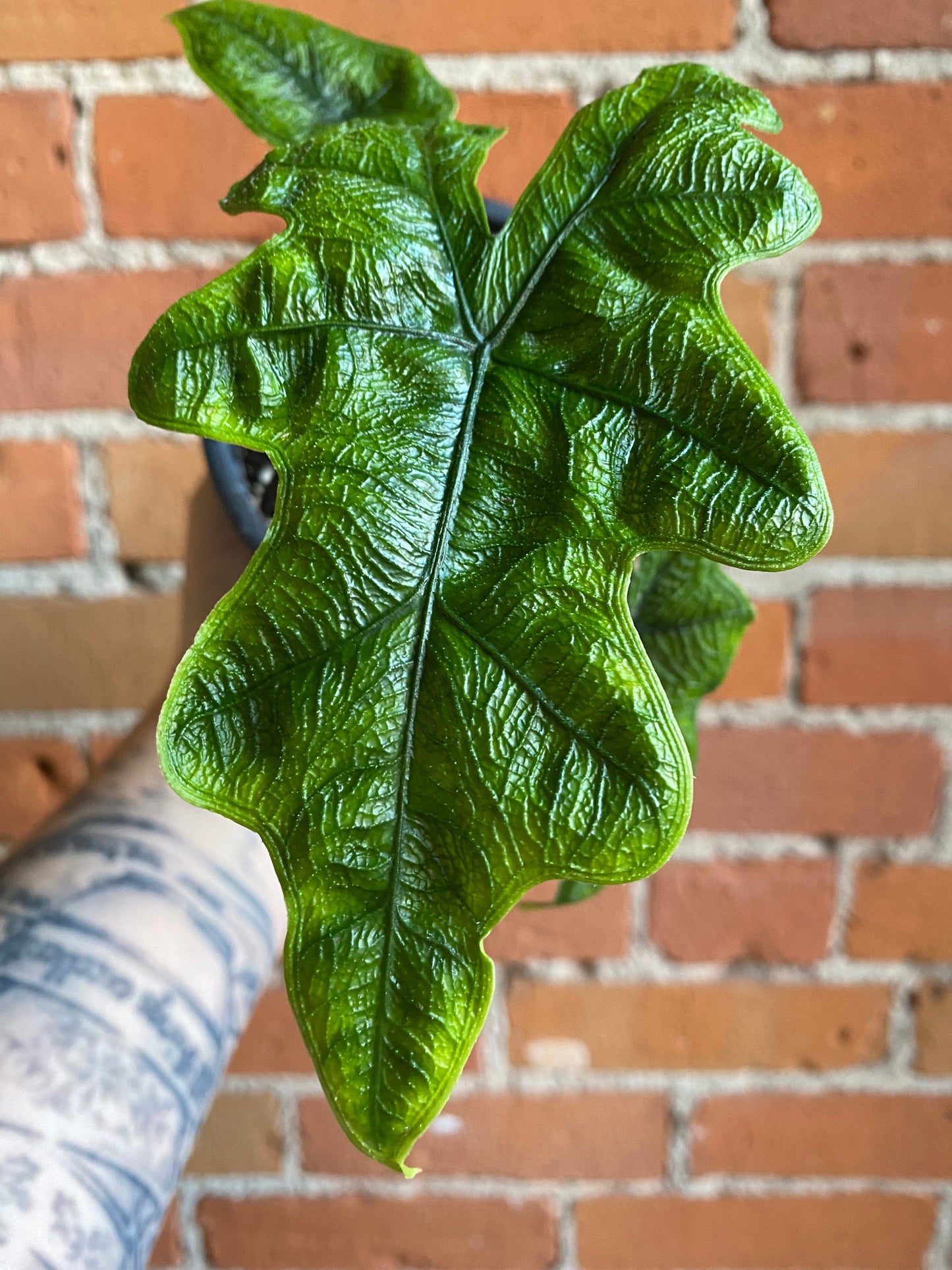 Plant Goals Plant Shop 4" Alocasia Jacklyn