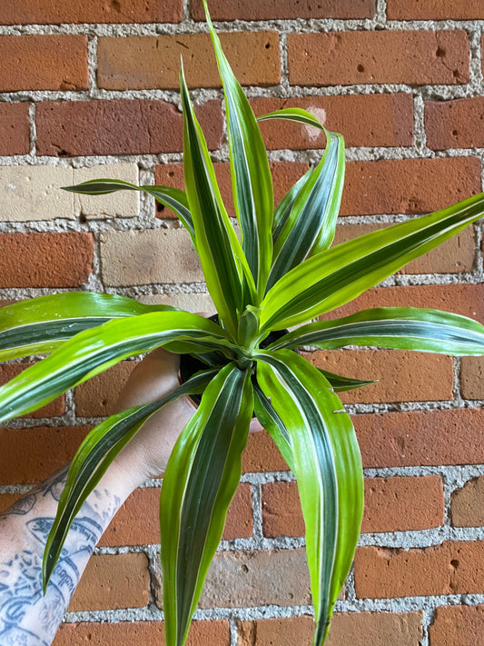 Plant Goals Plant Shop 4" Dracaena Warneckii Lemon Lime