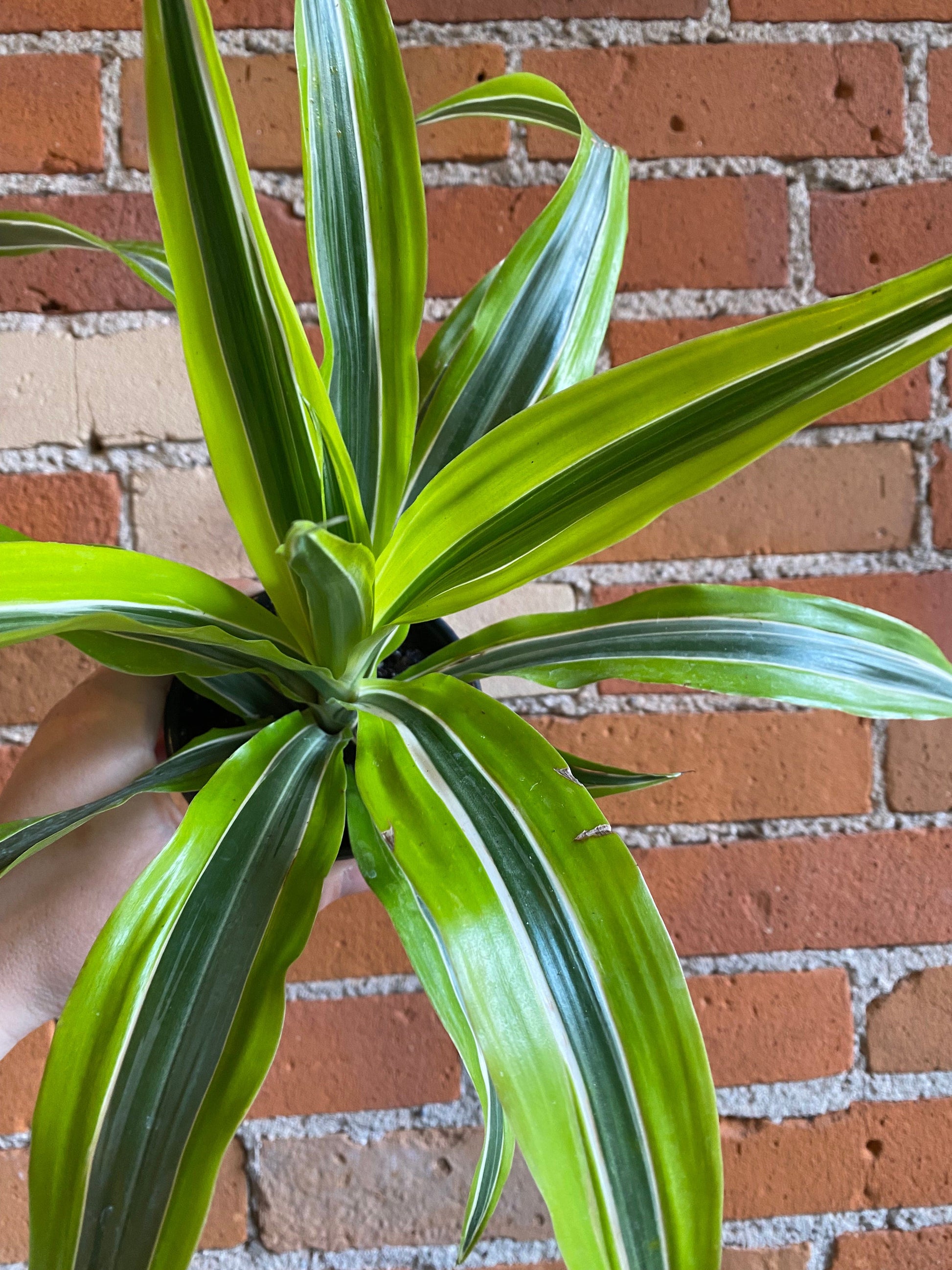 Plant Goals Plant Shop 4" Dracaena Warneckii Lemon Lime