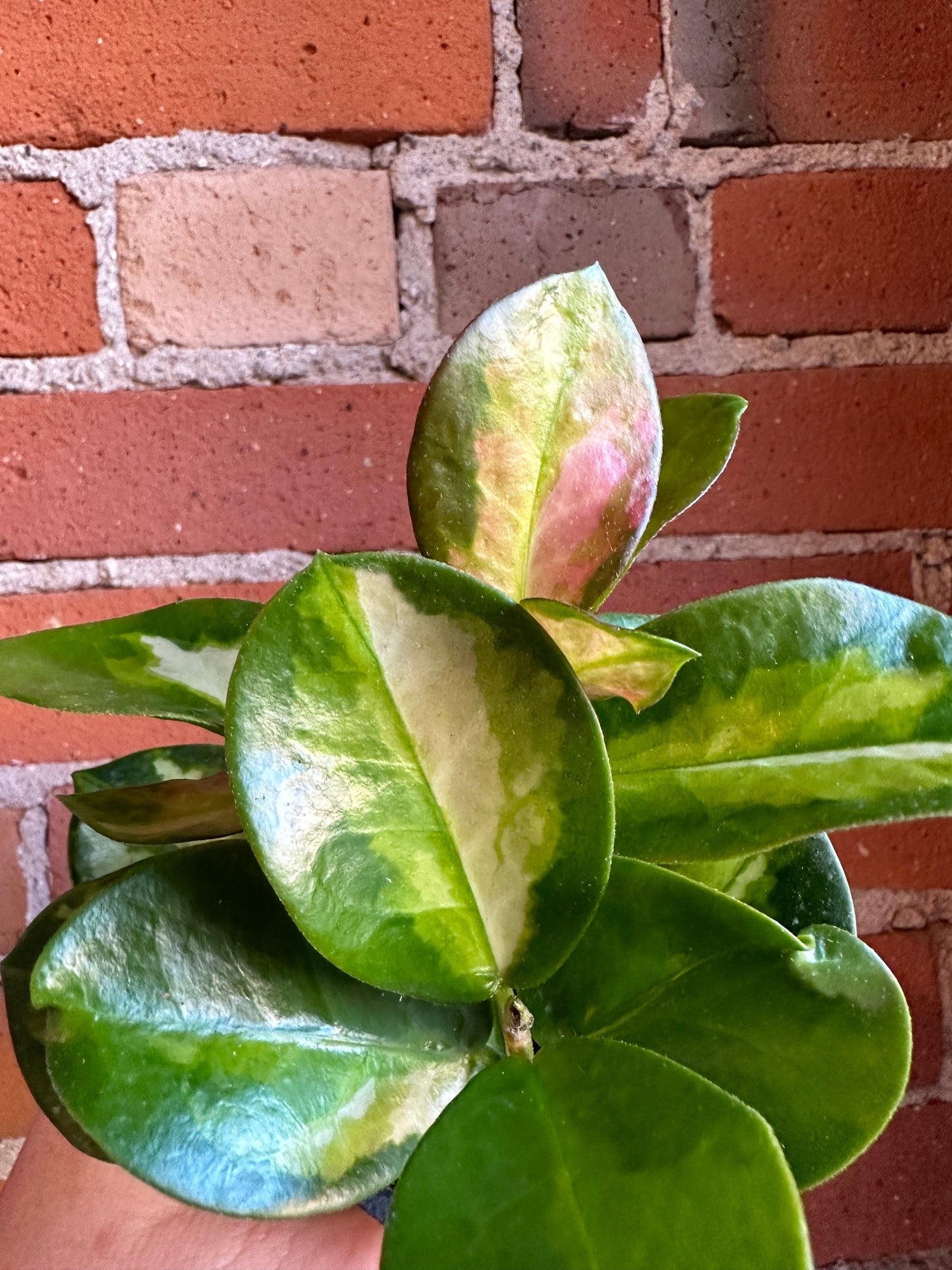 Plant Goals Plant Shop 4" Hoya Australis Lisa