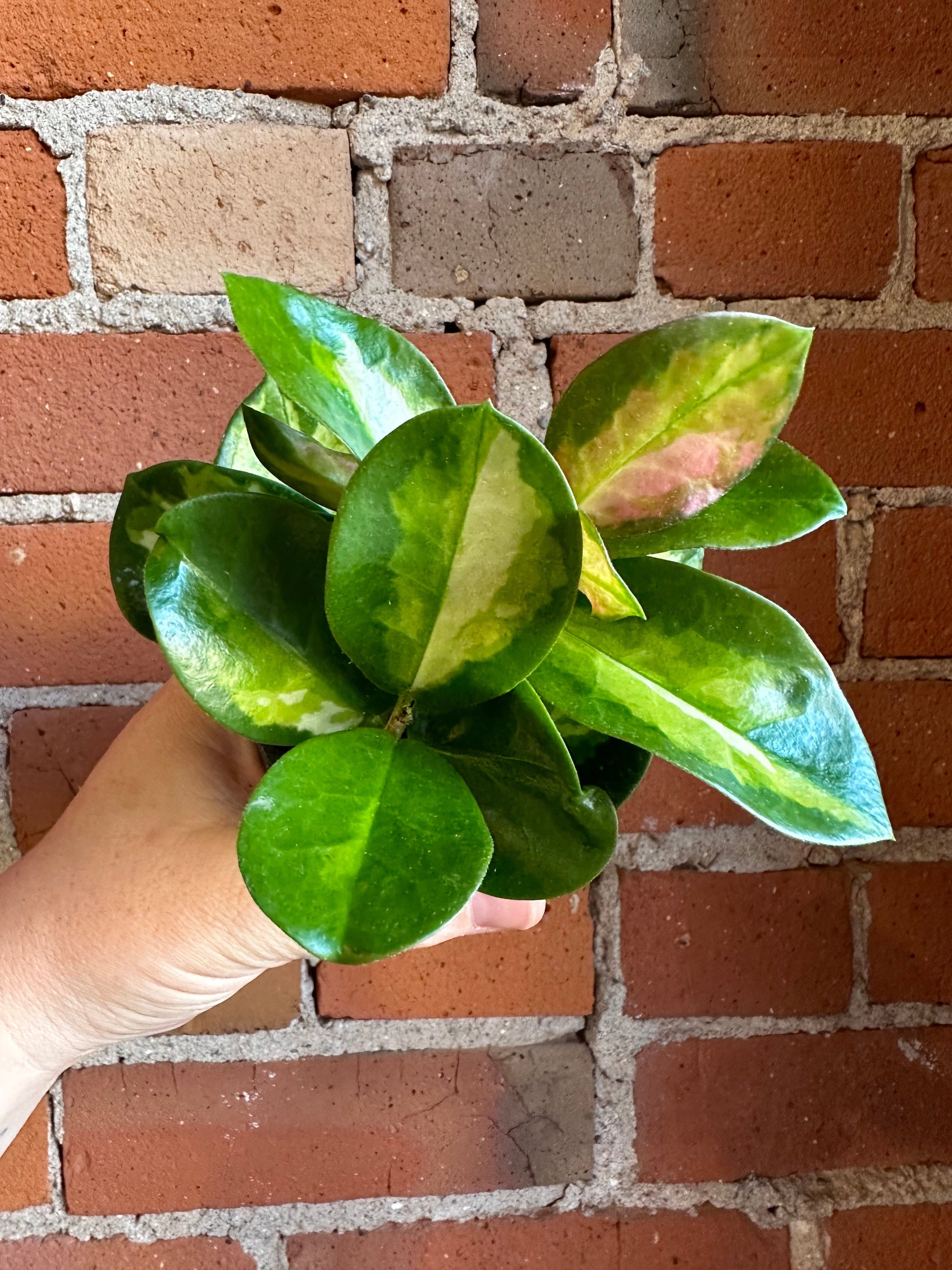 Plant Goals Plant Shop 4" Hoya Australis Lisa