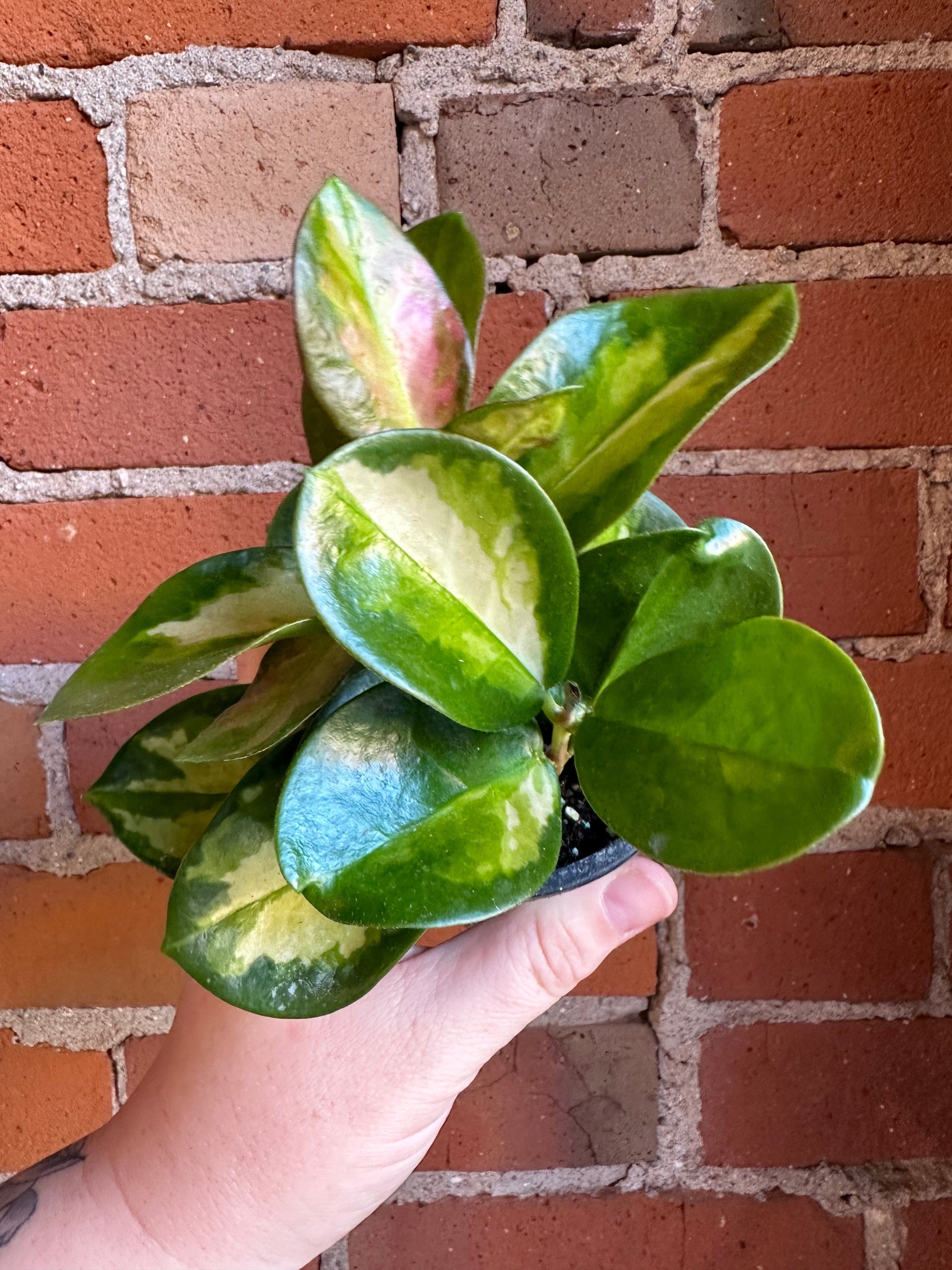 Plant Goals Plant Shop 4" Hoya Australis Lisa