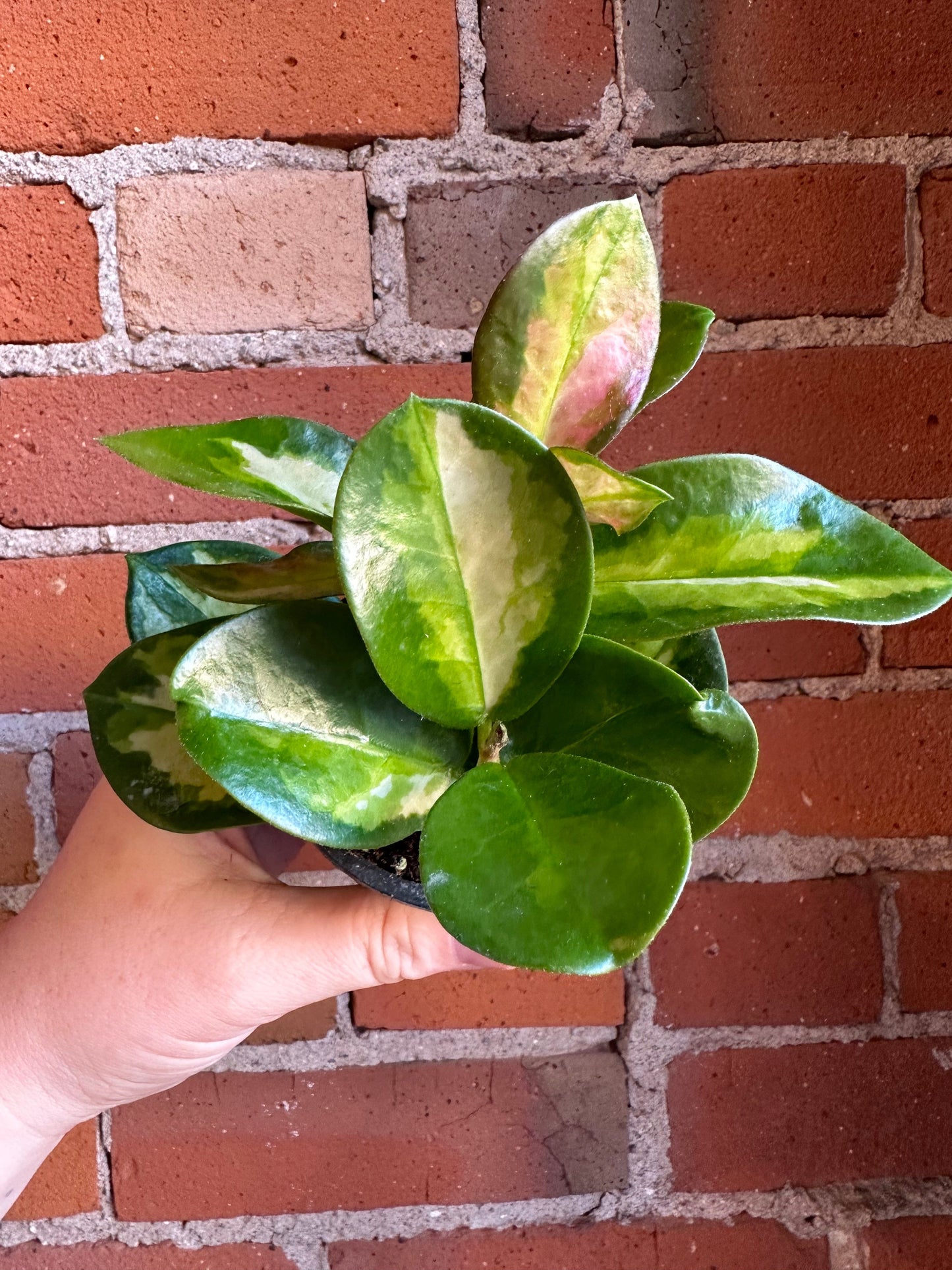 Plant Goals Plant Shop 4" Hoya Australis Lisa