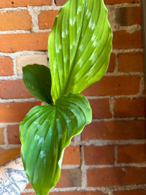 Plant Goals Plant Shop 4" Kaempferia Shazam