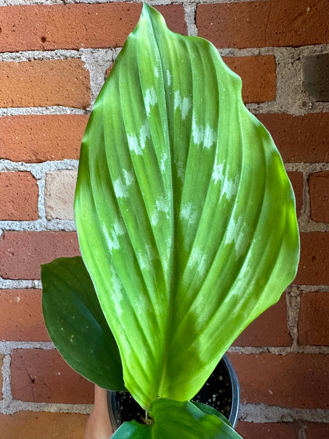 Plant Goals Plant Shop 4" Kaempferia Shazam