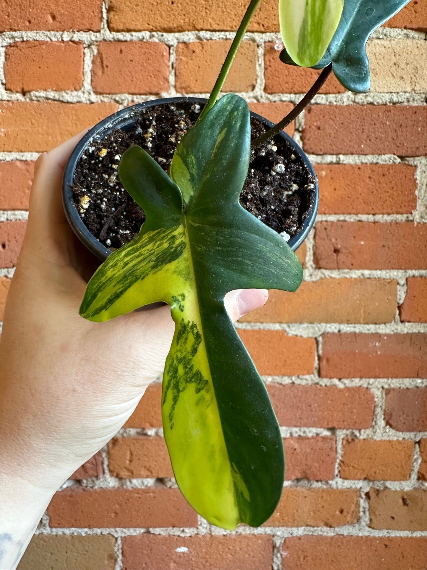 Plant Goals Plant Shop 4” Philodendron Florida Beauty