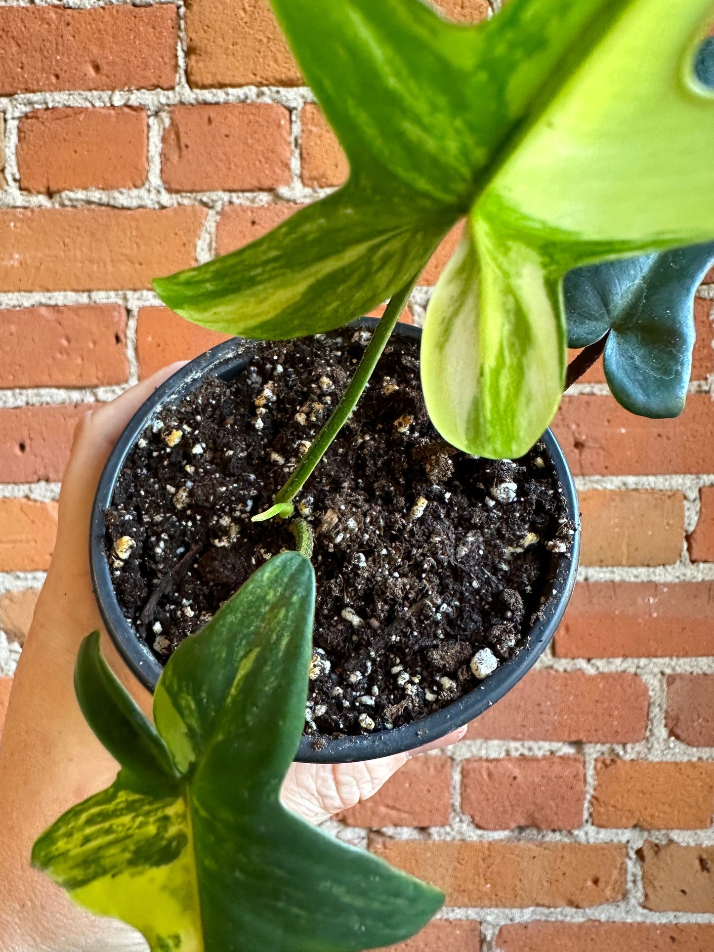 Plant Goals Plant Shop 4” Philodendron Florida Beauty