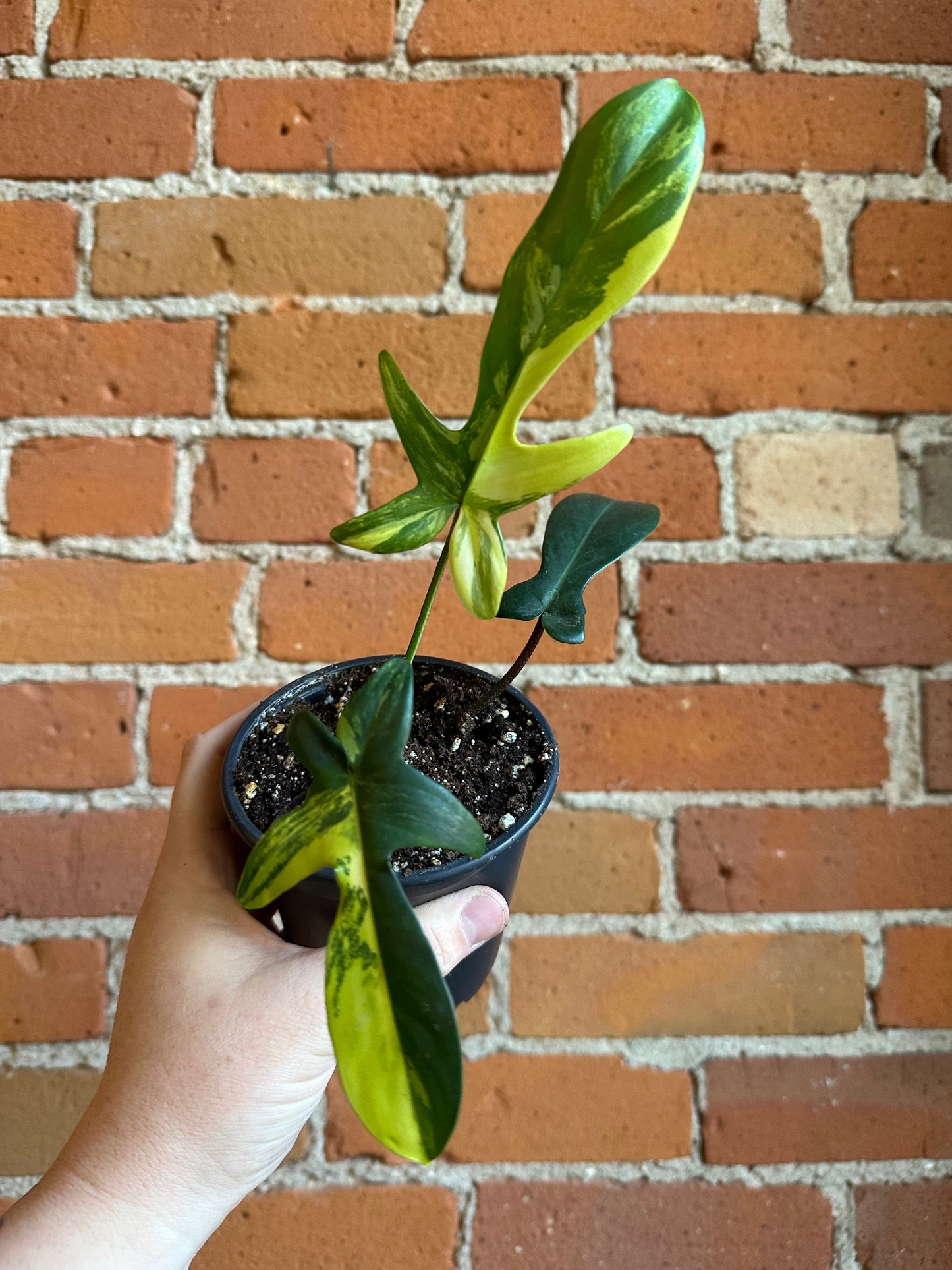 Plant Goals Plant Shop 4” Philodendron Florida Beauty