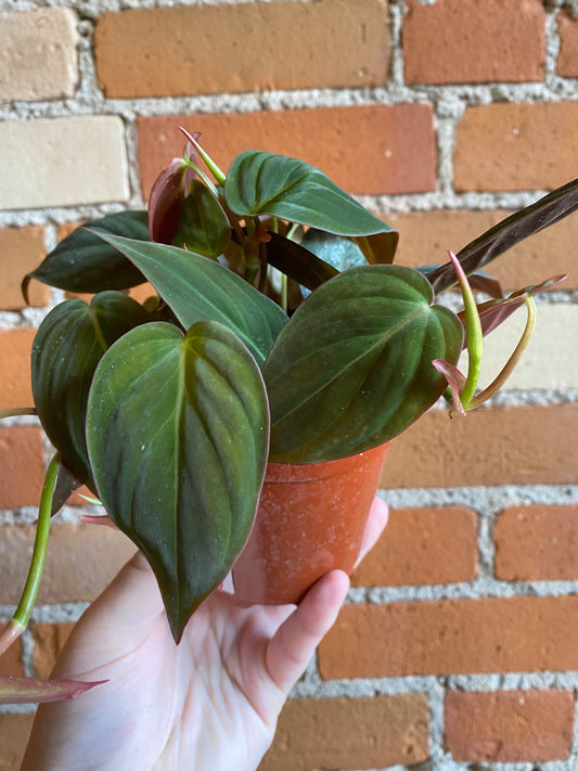 Plant Goals Plant Shop 4" Philodendron Micans