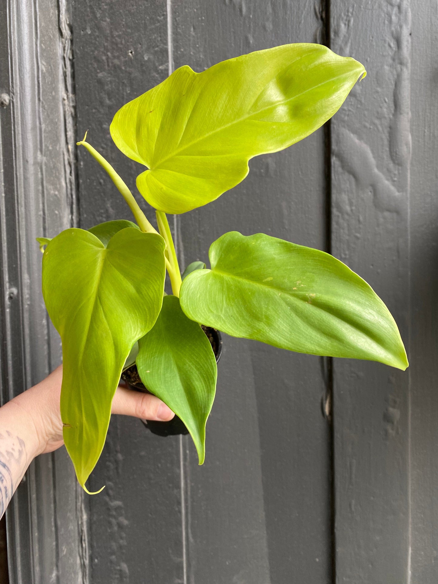 Plant Goals Plant Shop 4" Philodendron Violin