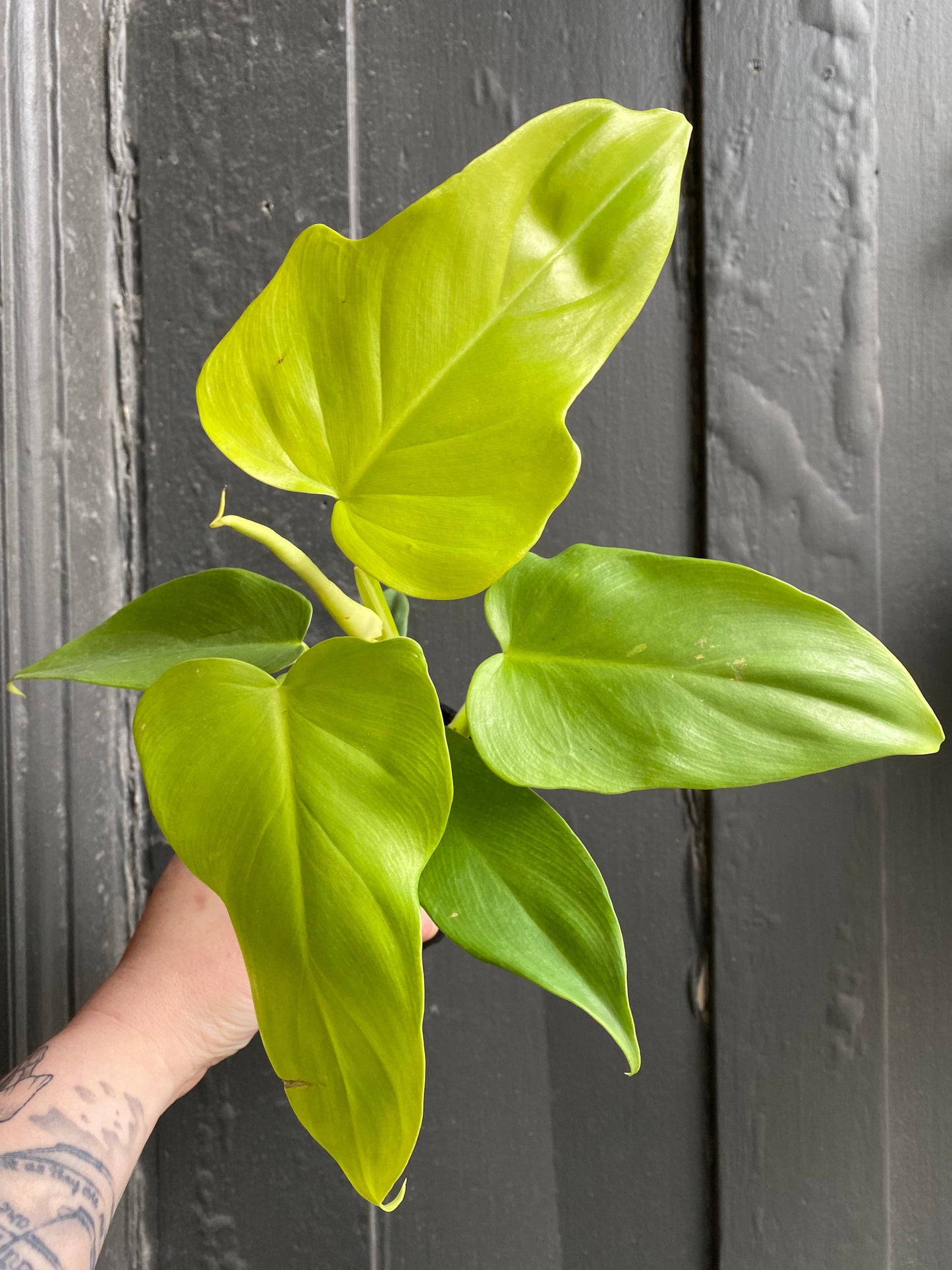 Plant Goals Plant Shop 4" Philodendron Violin