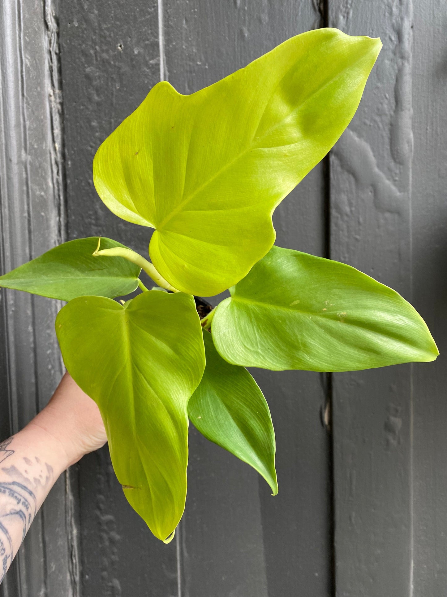 Plant Goals Plant Shop 4" Philodendron Violin