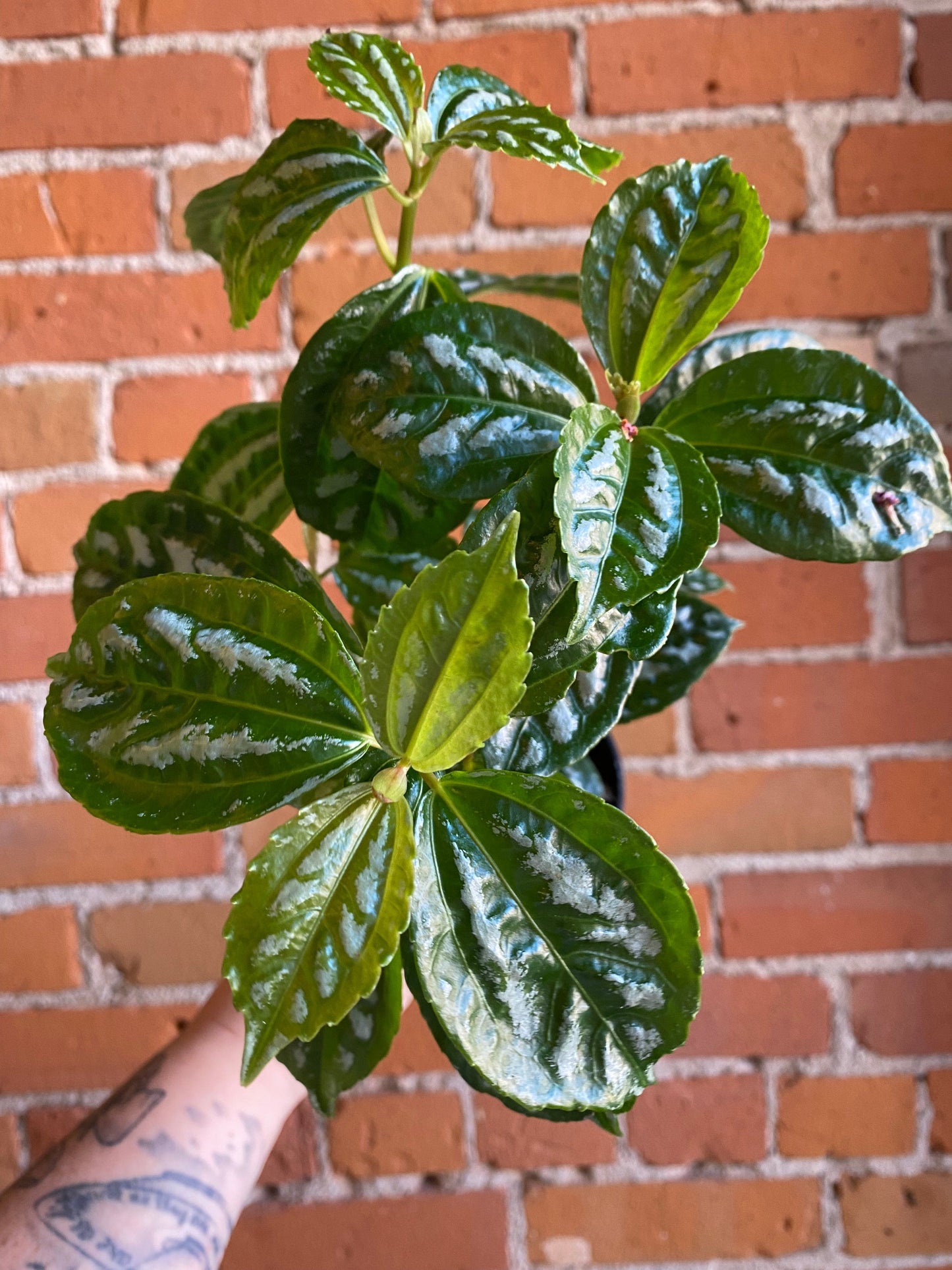 Plant Goals Plant Shop 4" Pilea Aluminum