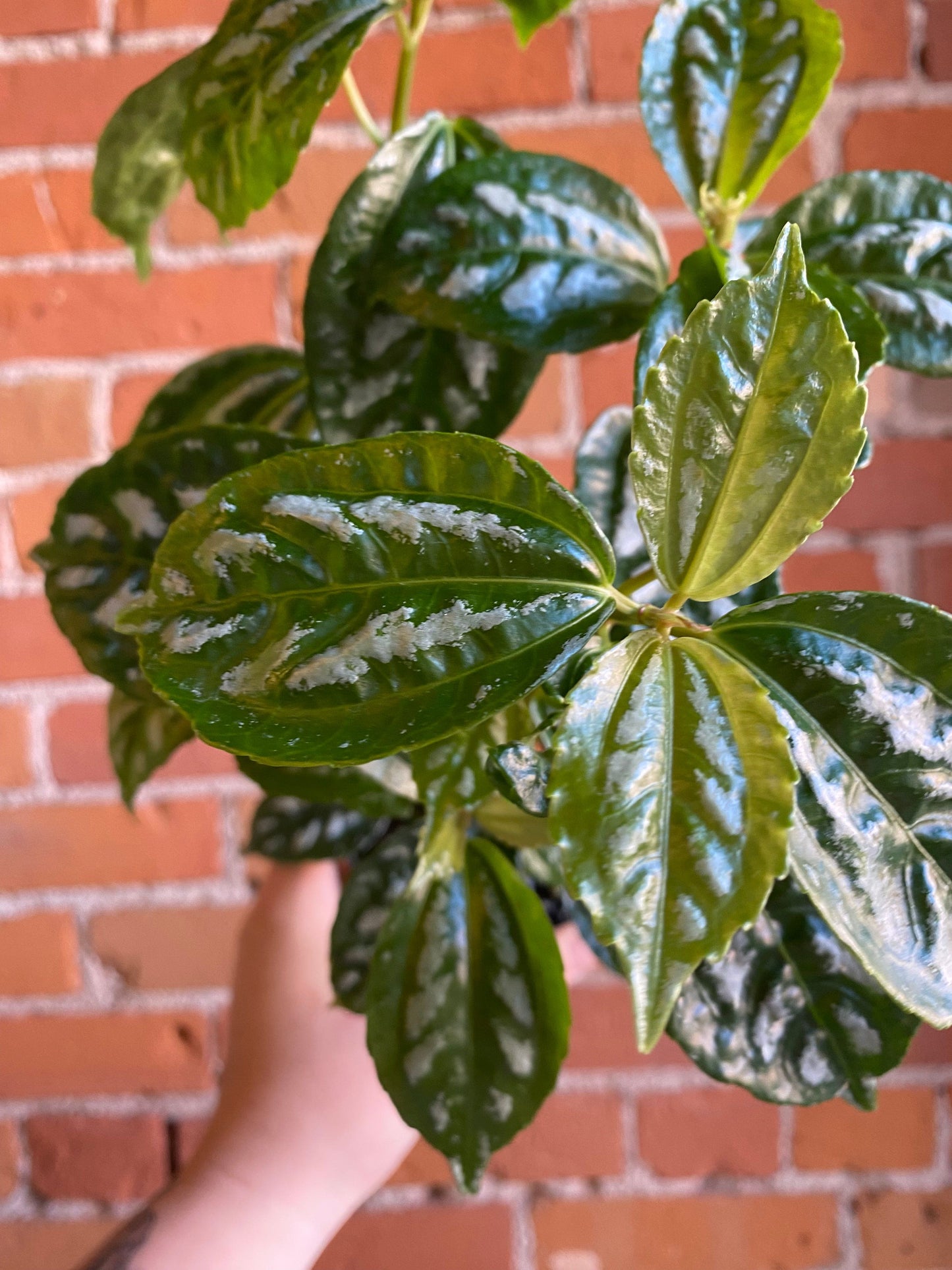 Plant Goals Plant Shop 4" Pilea Aluminum