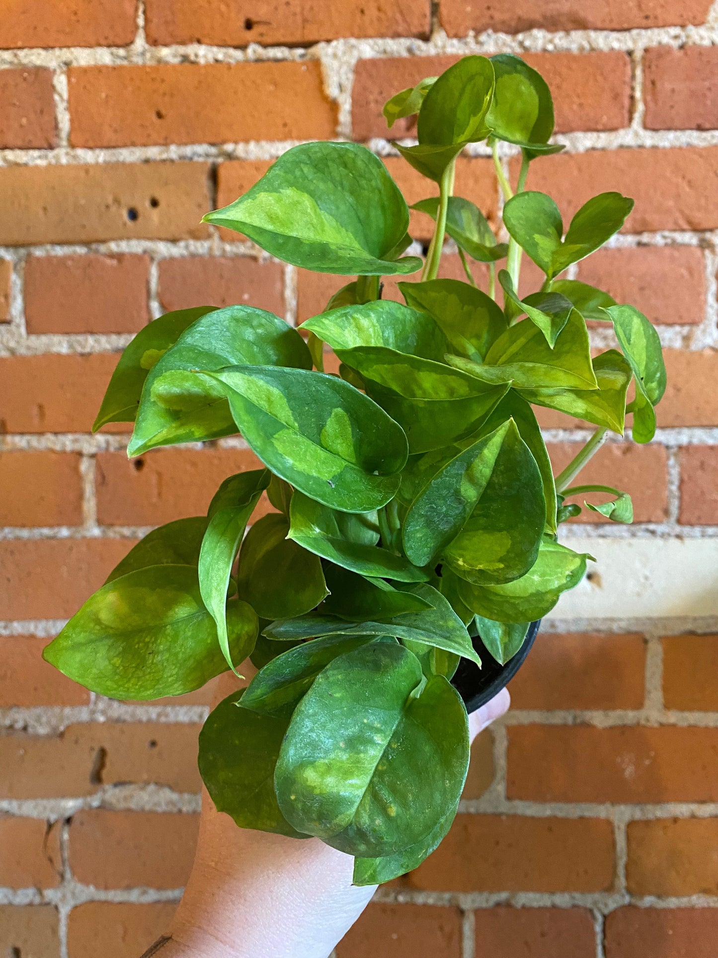 Plant Goals Plant Shop 4" Pothos Global Green