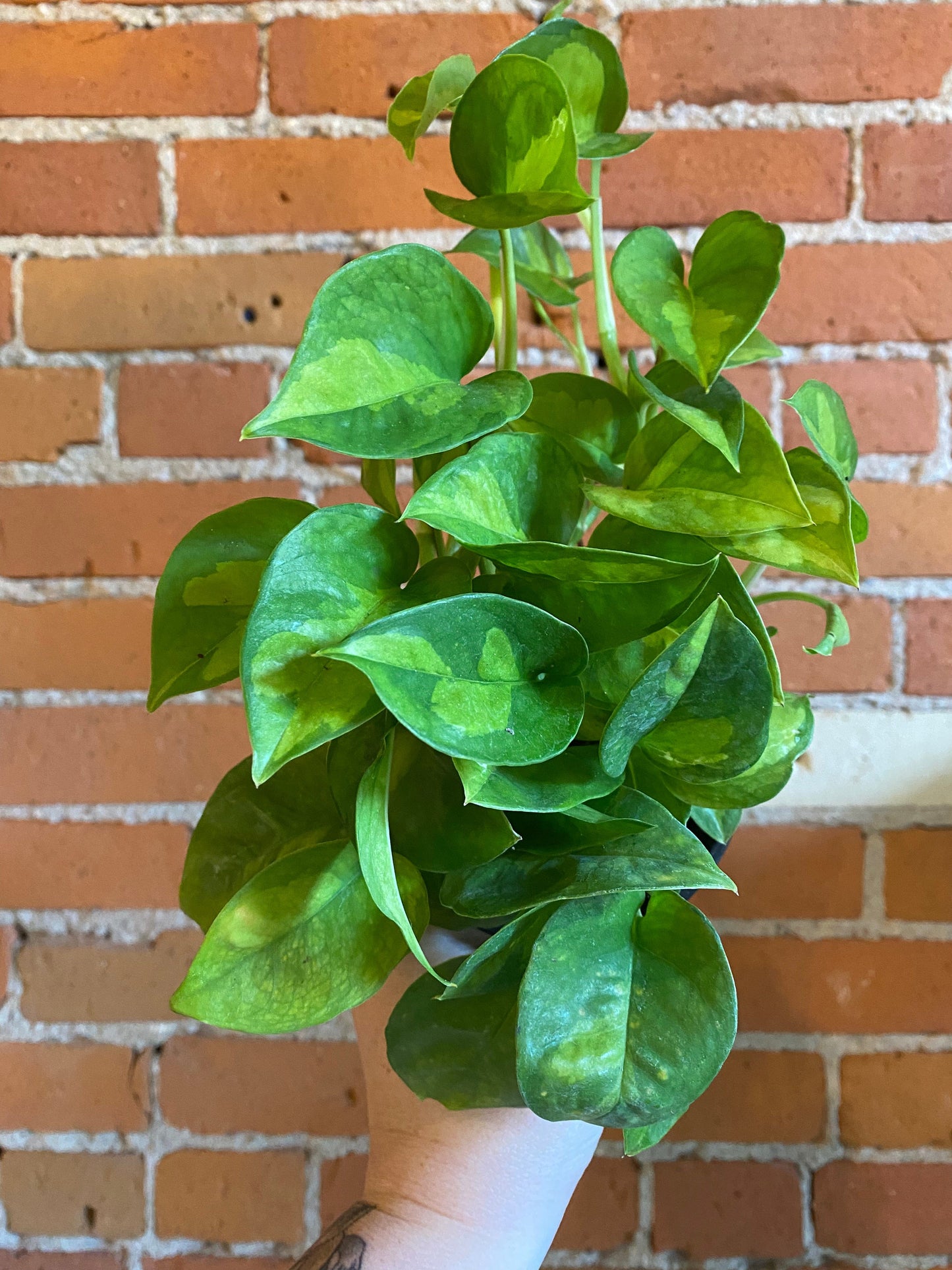 Plant Goals Plant Shop 4" Pothos Global Green