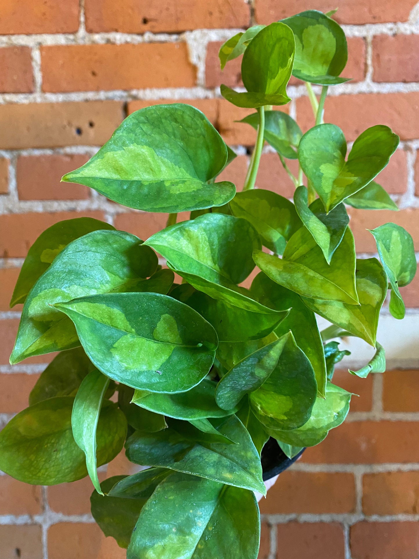 Plant Goals Plant Shop 4" Pothos Global Green