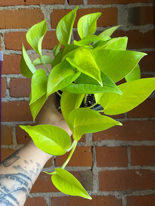 Plant Goals Plant Shop 4" Pothos Neon
