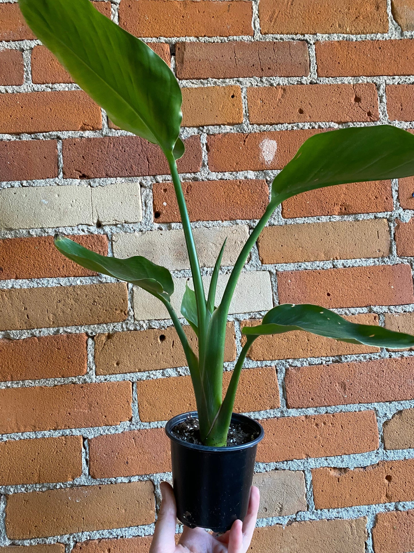 Plant Goals Plant Shop 4" Strelitzia Nicolai | White Bird Of Paradise