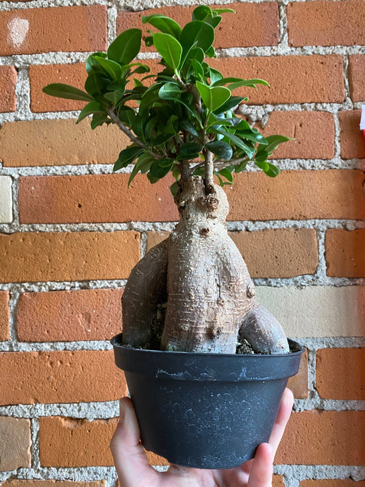 Plant Goals Plant Shop 5" Ficus Retusa Bonsai