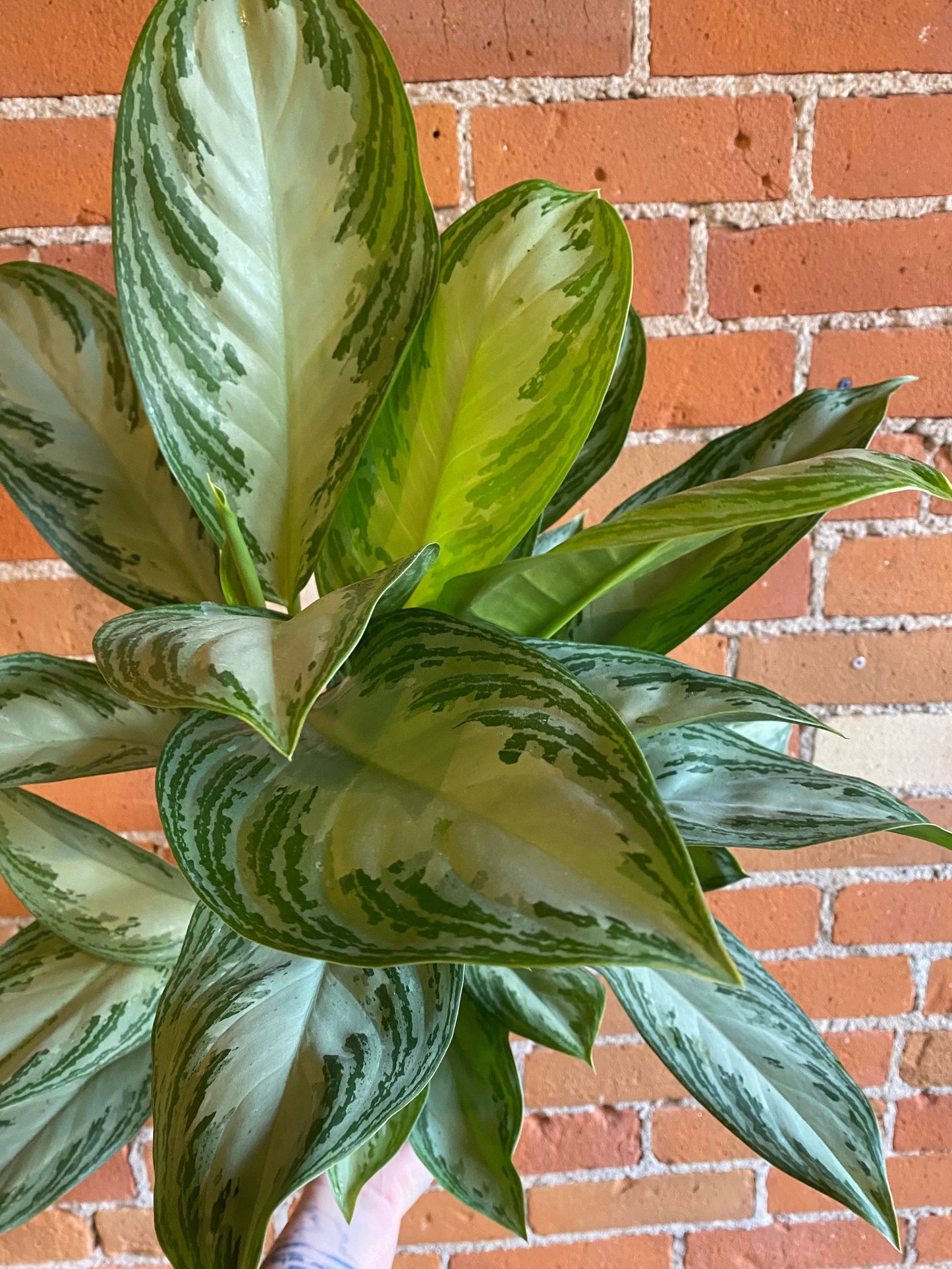 Plant Goals Plant Shop 6" Aglaonema Silver Bay