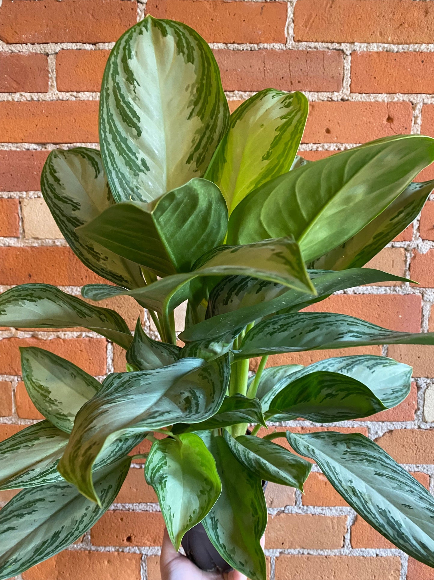 Plant Goals Plant Shop 6" Aglaonema Silver Bay