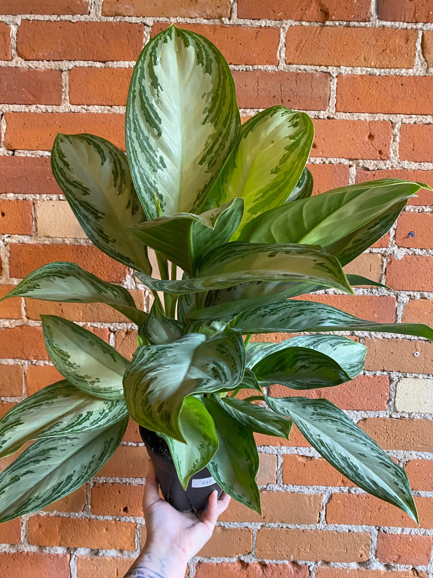 Plant Goals Plant Shop 6" Aglaonema Silver Bay