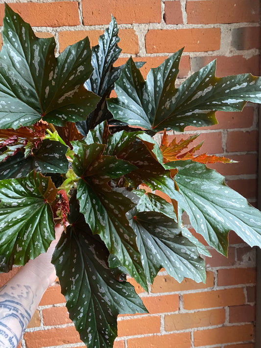 Plant Goals Plant Shop 6" Begonia Angel Wing
