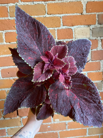 Plant Goals Plant Shop 6" Coleus Ox Blood