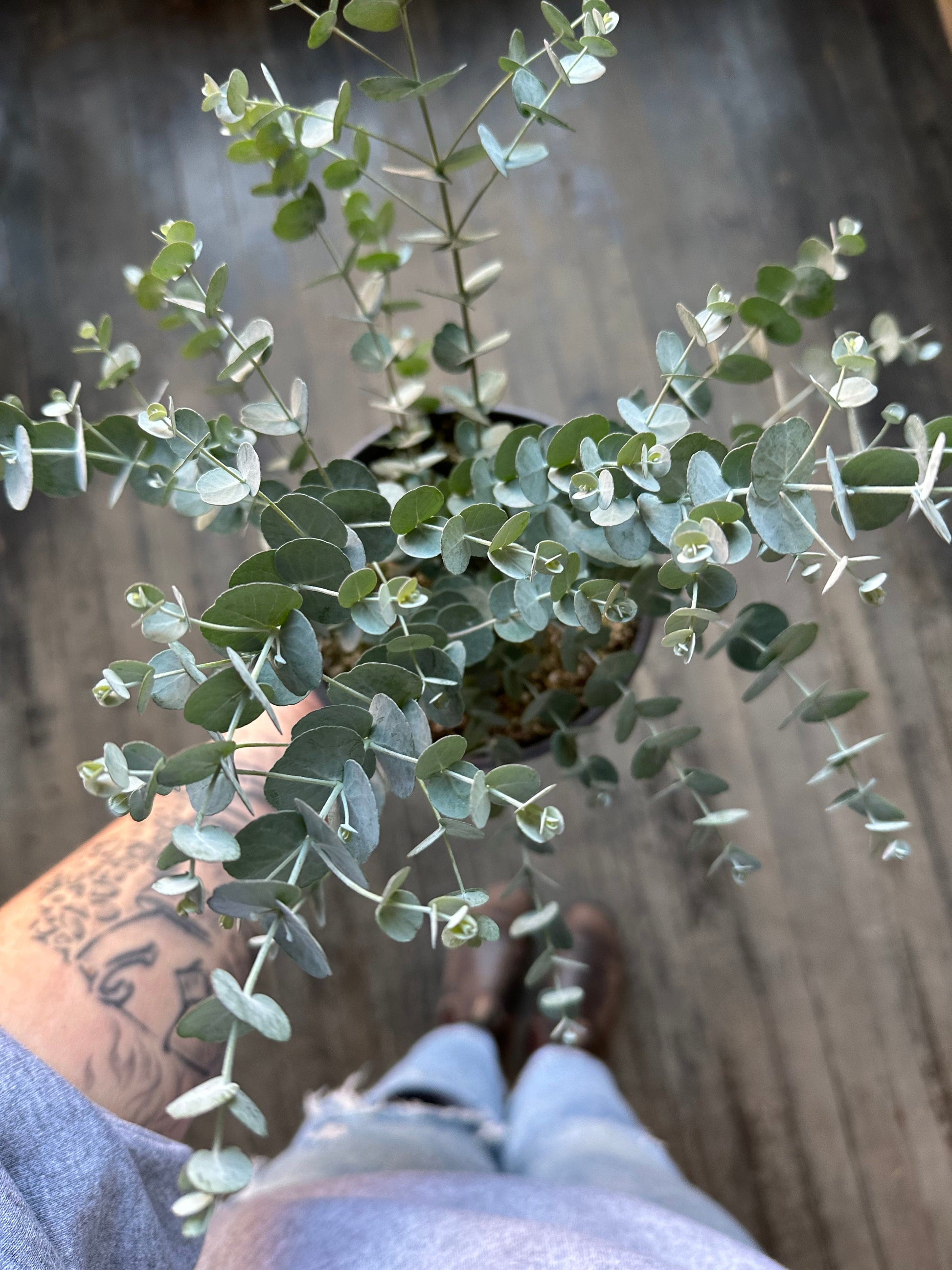 Plant Goals Plant Shop 6" Glacier Eucalyptus