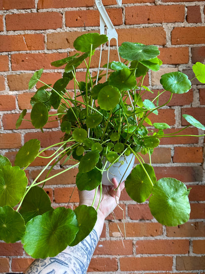 Plant Goals Plant Shop 6" Marsh Pennywort Hanging Basket