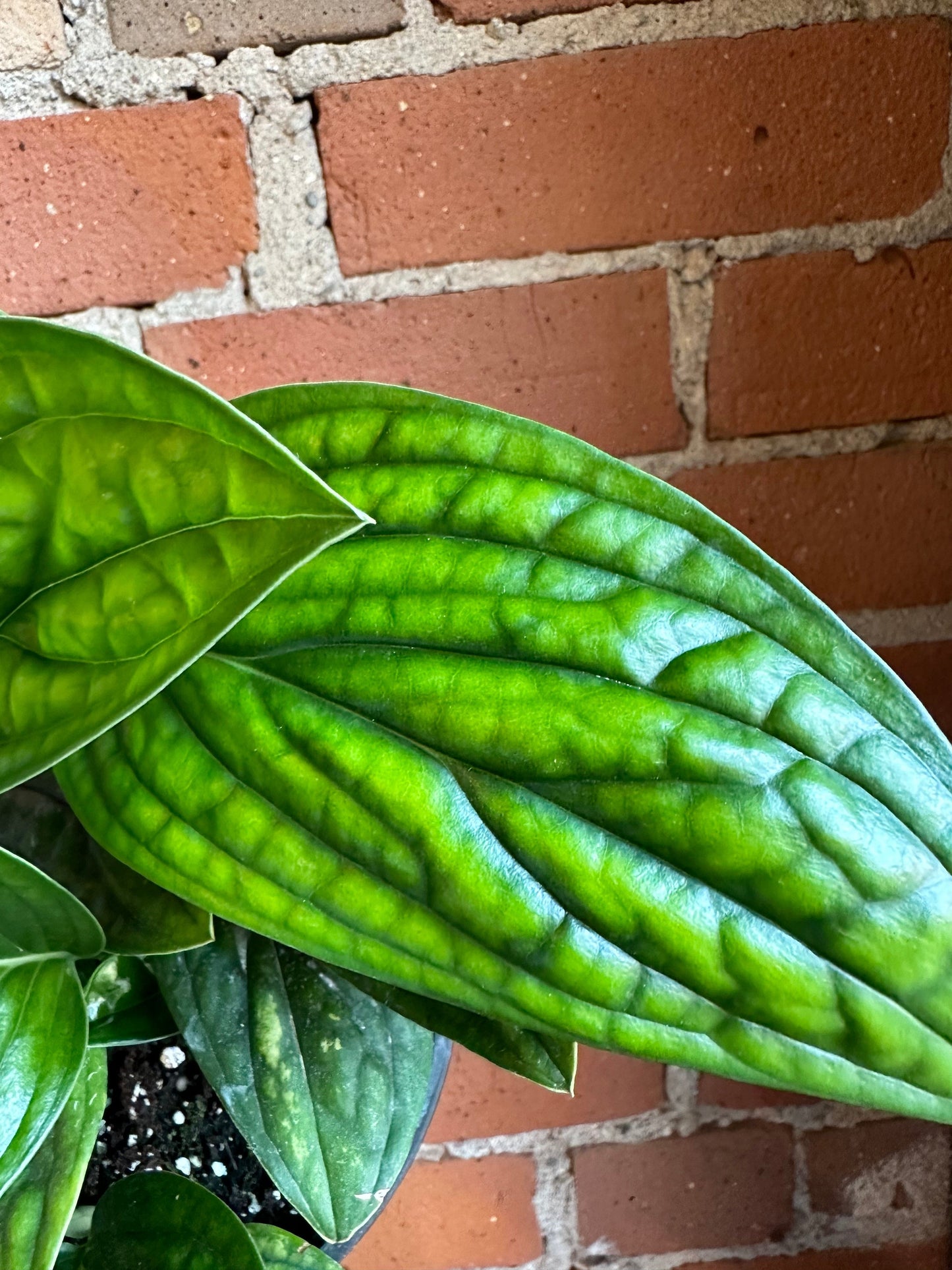 Plant Goals Plant Shop 6" Monstera Peru