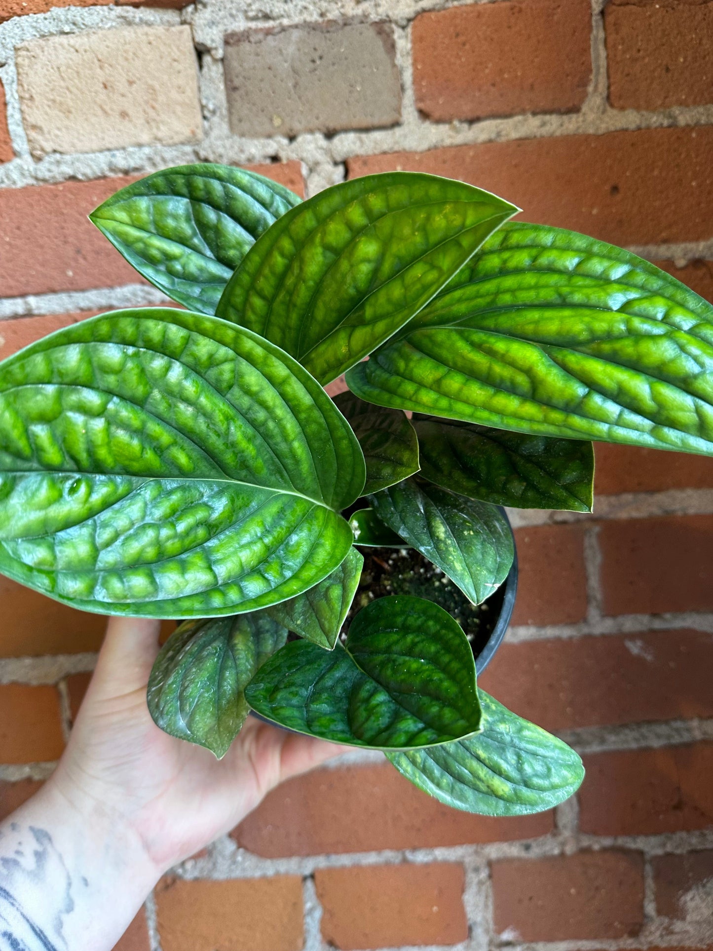 Plant Goals Plant Shop 6" Monstera Peru