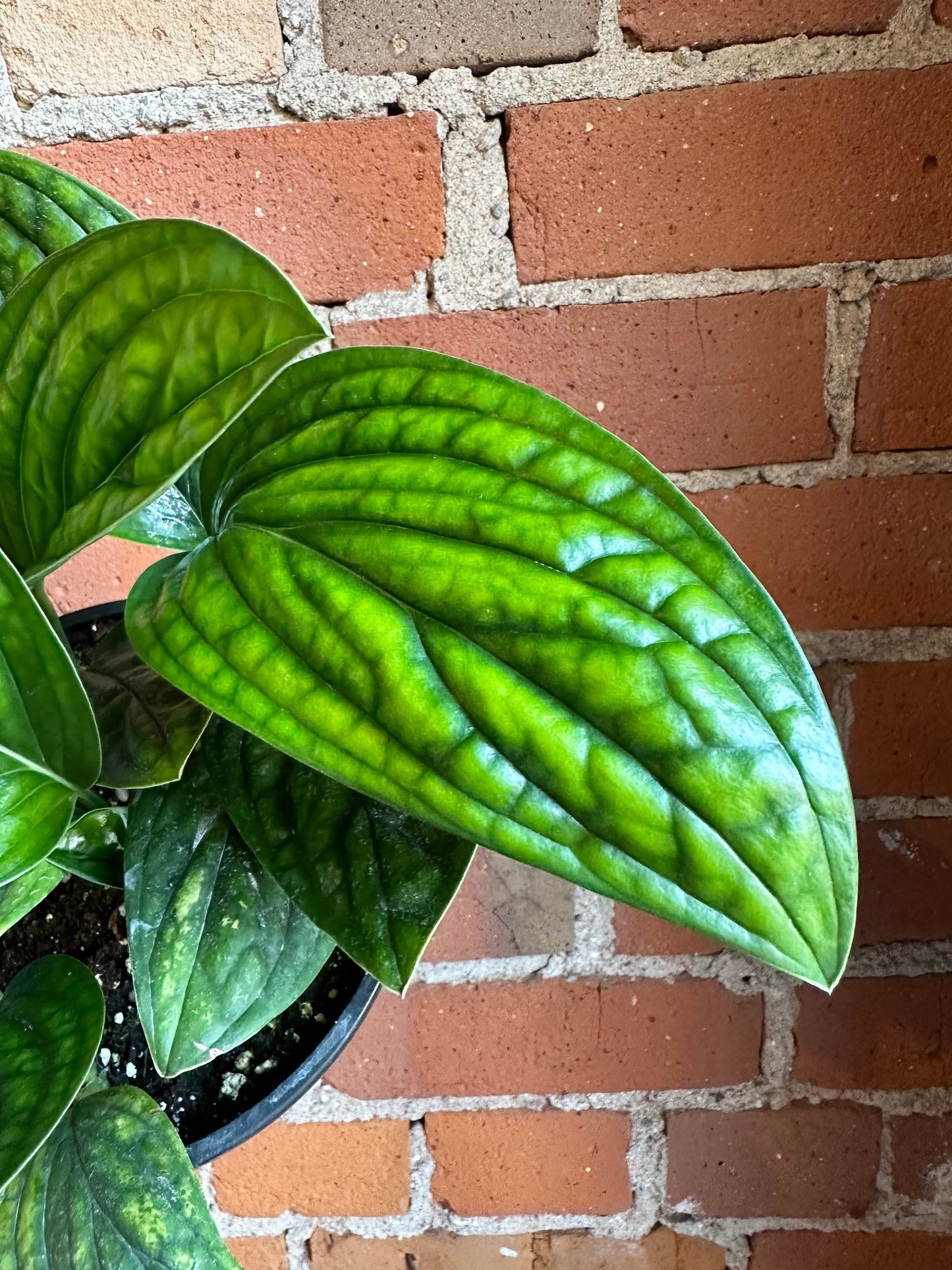 Plant Goals Plant Shop 6" Monstera Peru