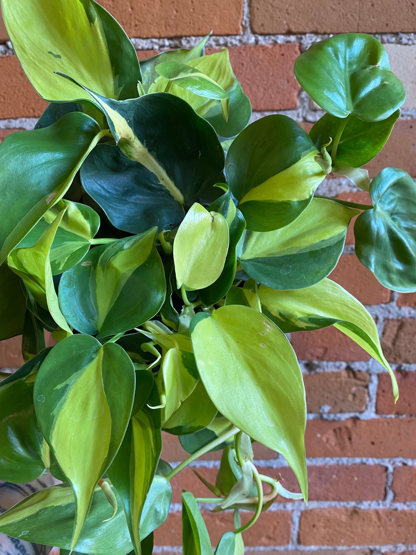 Plant Goals Plant Shop 6" Philodendron Brasil