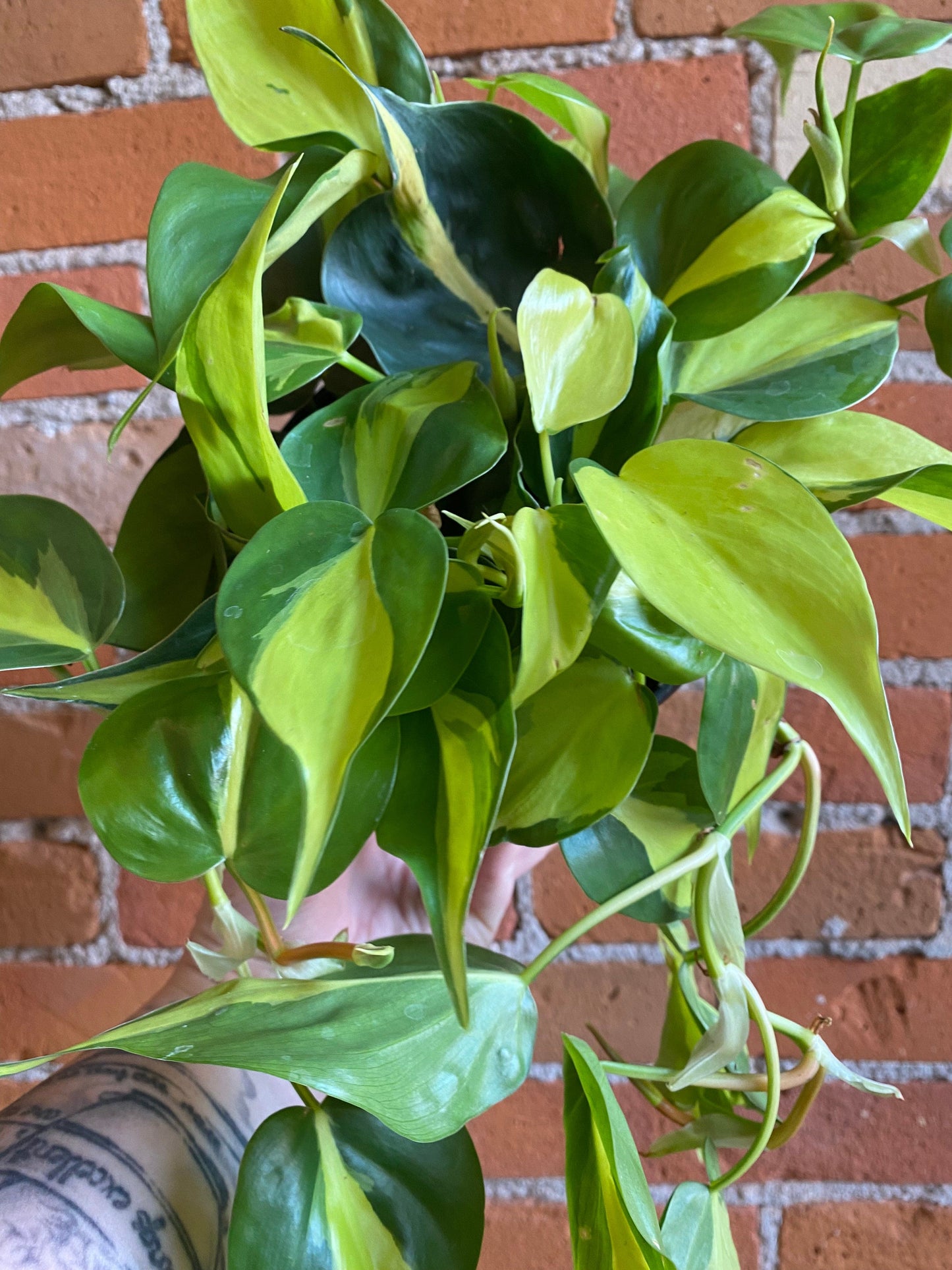 Plant Goals Plant Shop 6" Philodendron Brasil