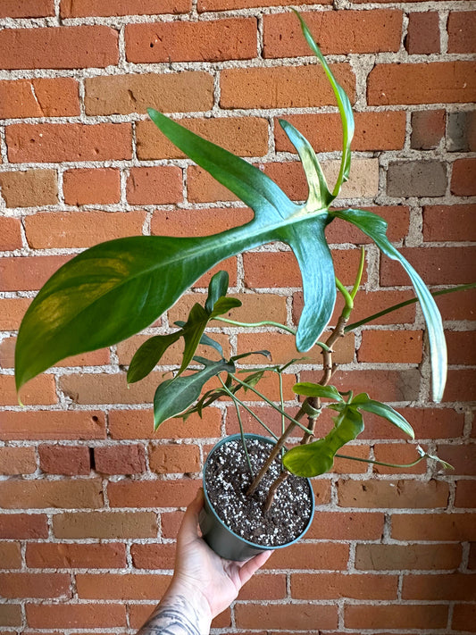 Plant Goals Plant Shop 6” Philodendron Gladhands