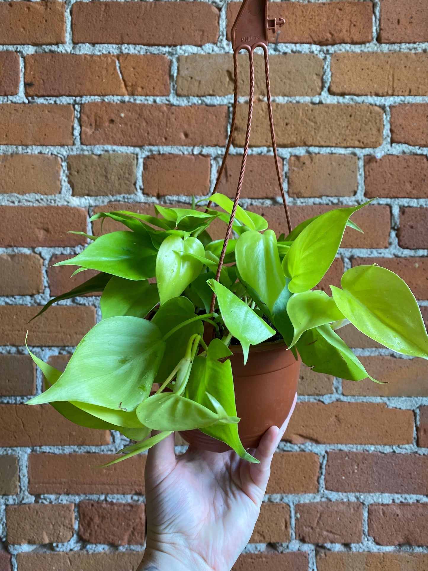 Plant Goals Plant Shop 6" Philodendron Lemon Cordatum Hanging Basket