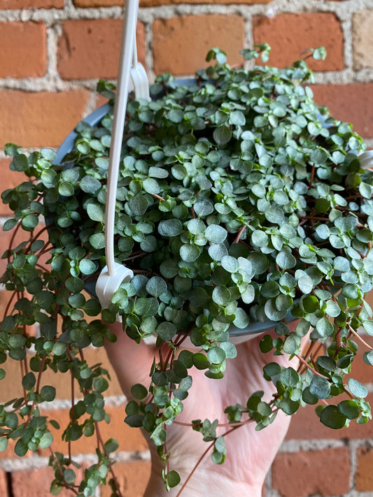 Plant Goals Plant Shop 6" Pilea Aquamarine Hanging Basket