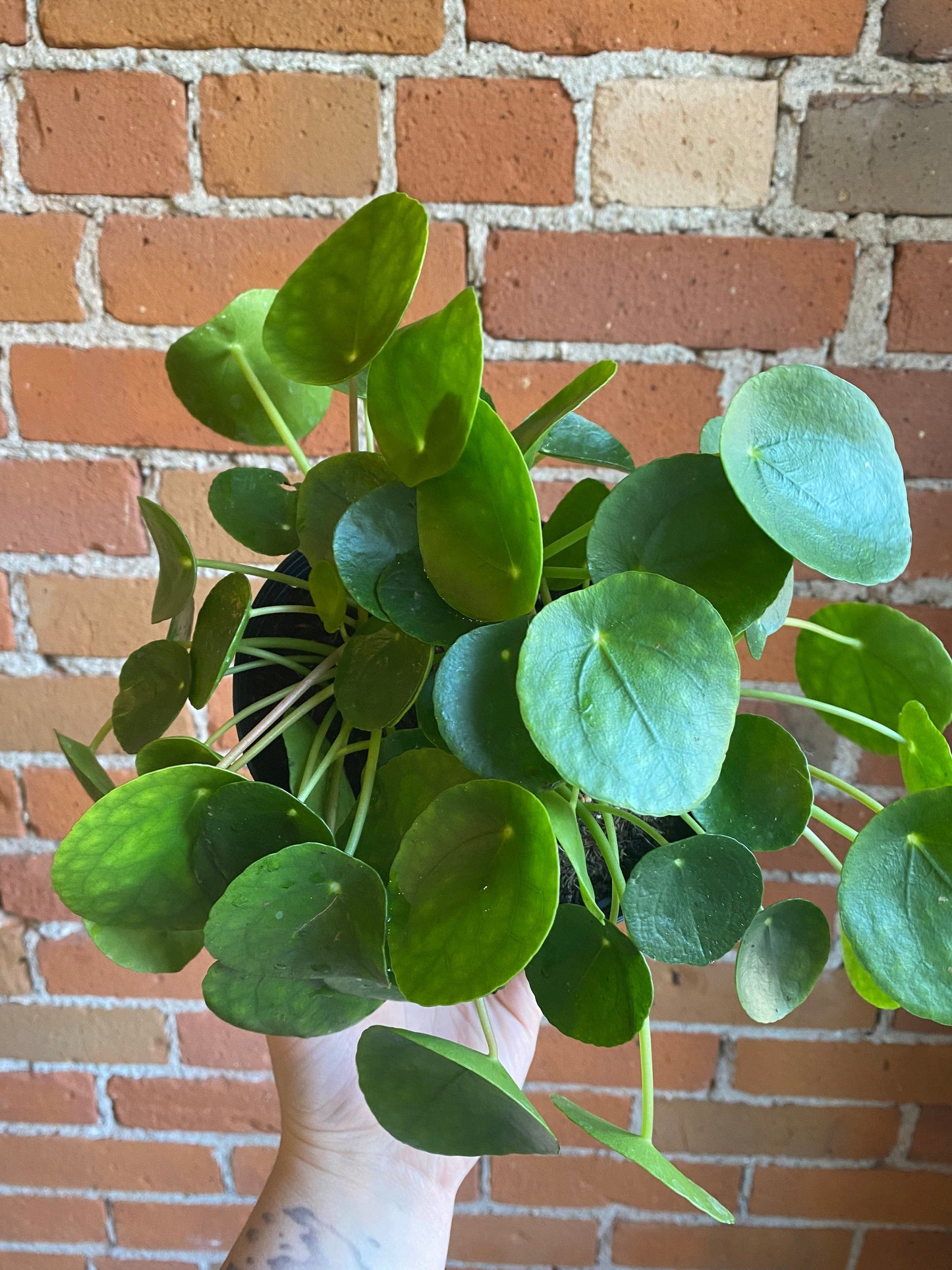 Plant Goals Plant Shop 6" Pilea Peperomioides | Friendship Plant